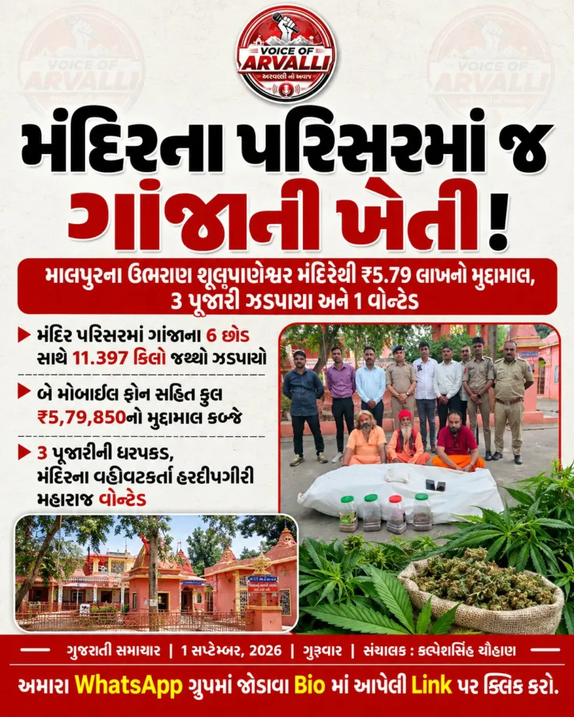 મંદિરના પરિસરમાં જ ગાંજાની ખેતી!
